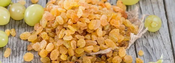 تصویر 2 از خرید کشمش زرد مرغوب + قیمت فروش استثنایی